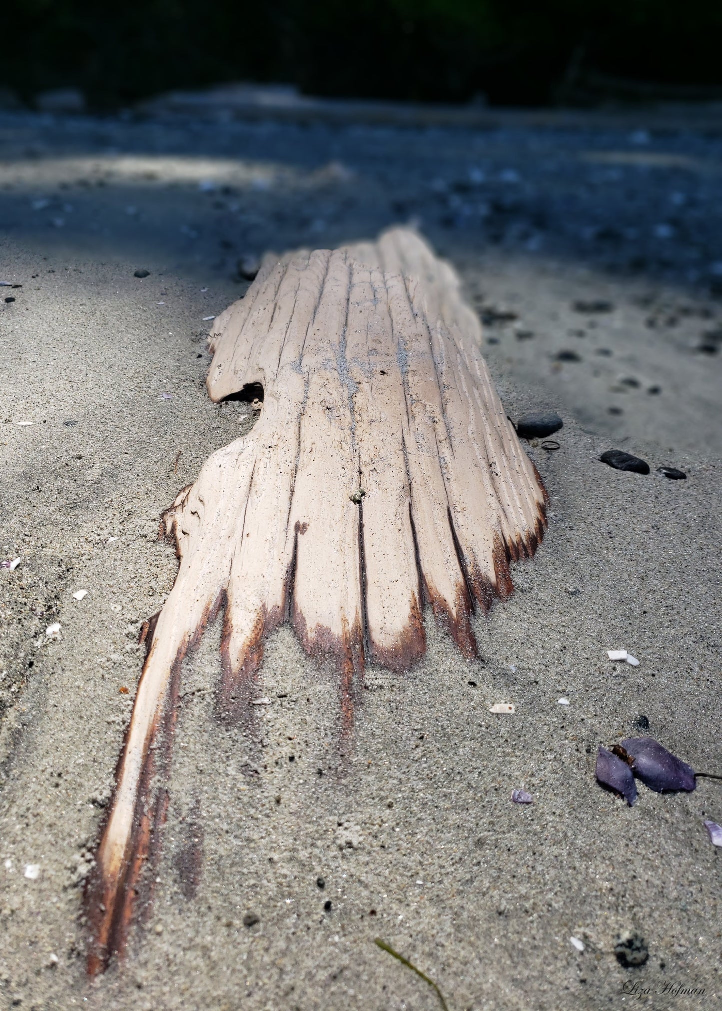 Savary Island, BC, driftwood, Original Print