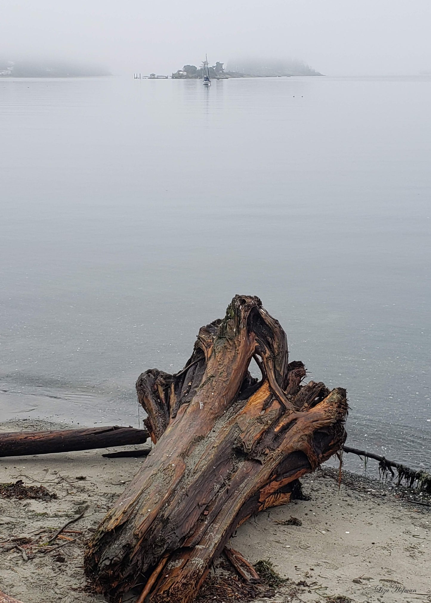 Departure Bay, BC, driftwood, Original Print