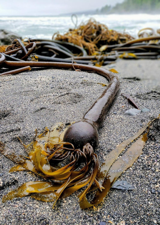 Botanical Beach, BC, Original Print